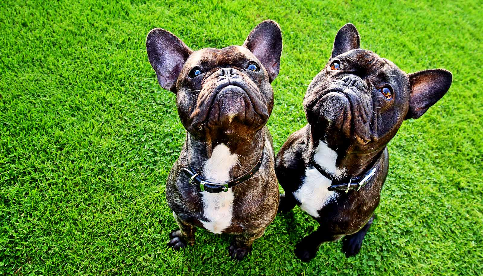 Two French bulldogs on grass look up at the camera.