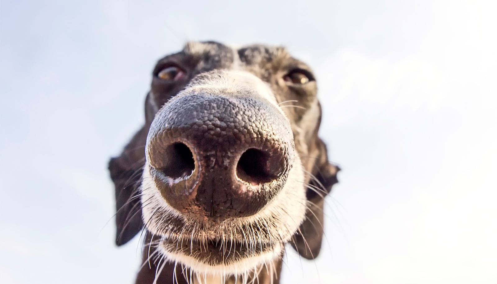 A dog puts its nose close to the camera.