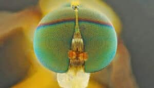 A close-up of a fruit fly's eyes highlighted in many colors.