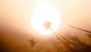 grass in silhouette in front of bright sun