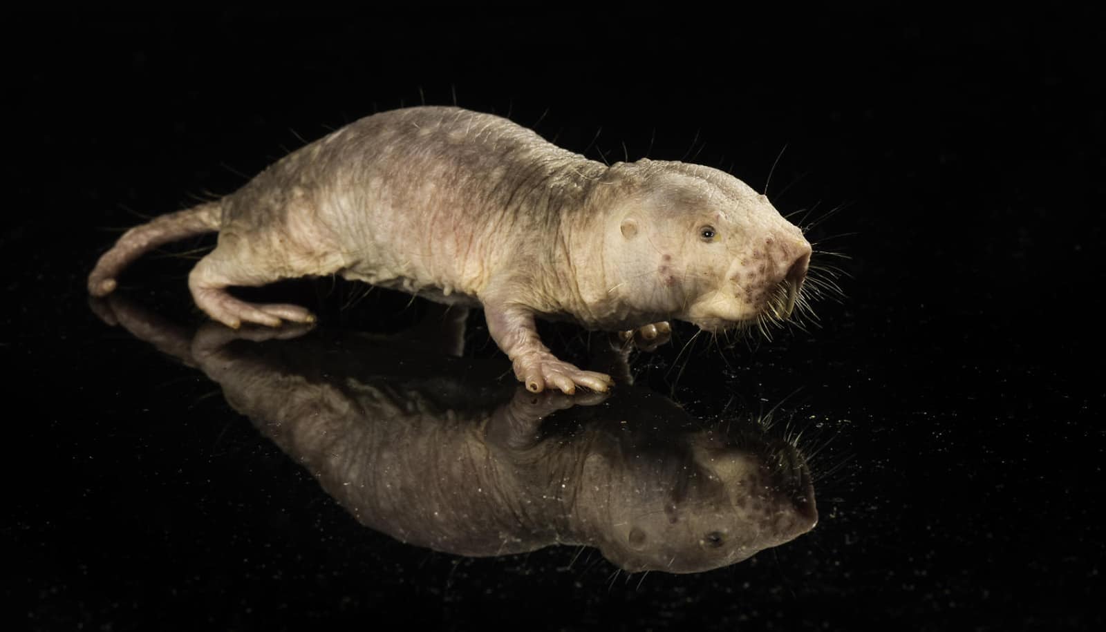 naked mole rat on black reflective background