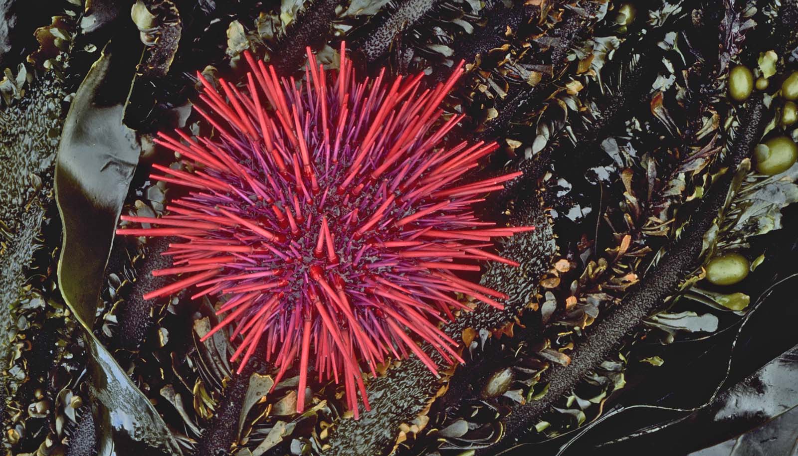 red sea urchin on kelp