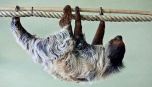 two-toed sloth hangs from rope