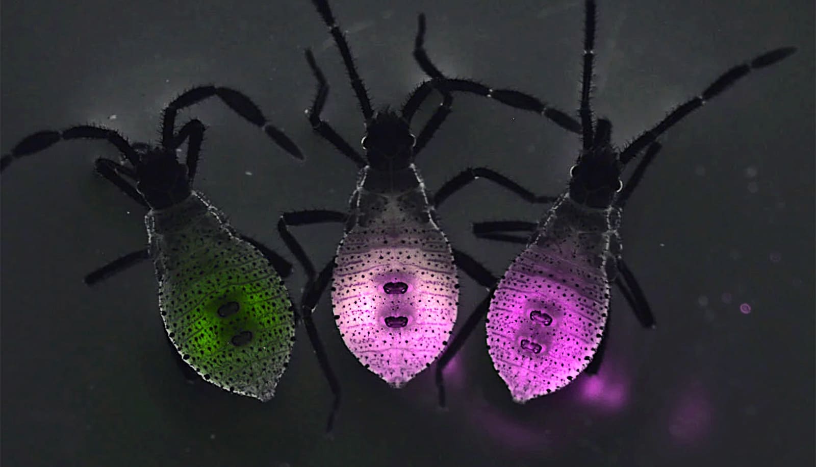 bodies of three bugs glow green or magenta