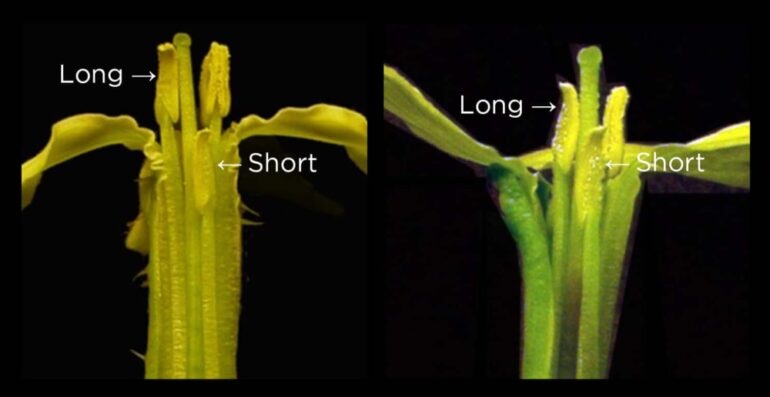 comparison of stamens