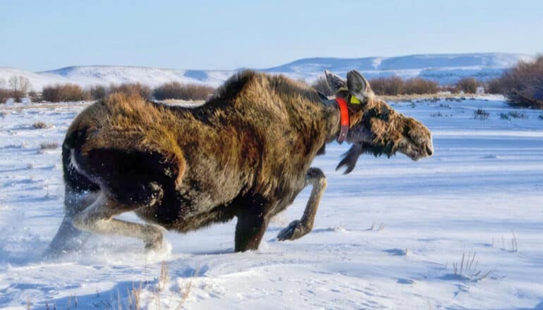 A moose runs through snow with a red collar on its neck.