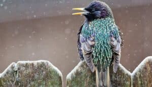 A bird sits on a fence.