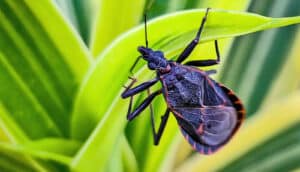 A black and orange kissing bug crawls on a green leaf.