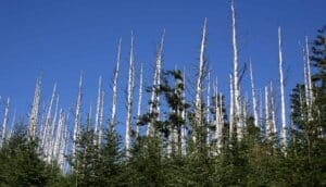dead trees in forest