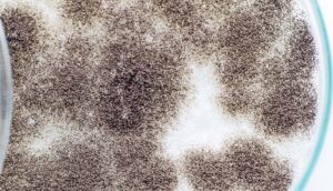 black fungus in petri dish