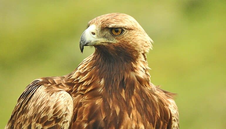 A golden eagle against a green background.
