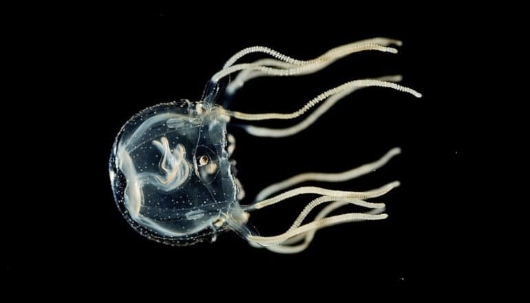 A clear and white jellyfish swims against a black background.