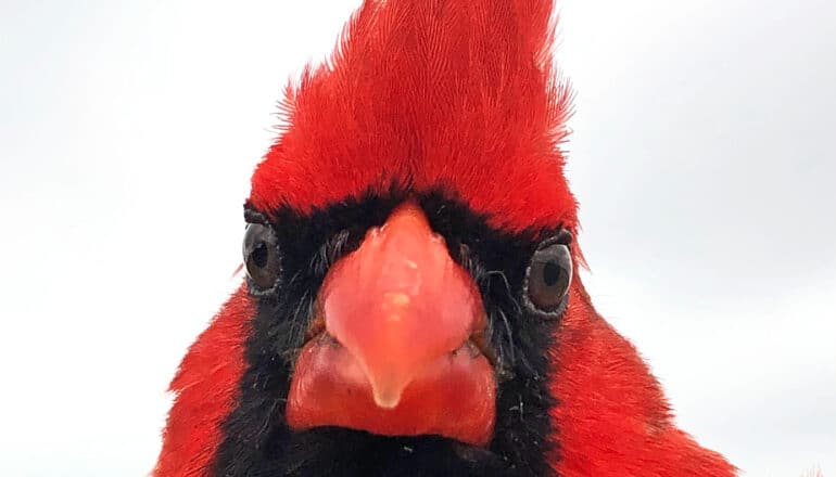 A red cardinal looks directly into the camera.