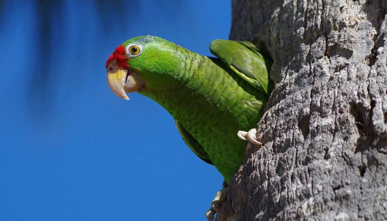 green parrot with red face peeks out of tree cavity