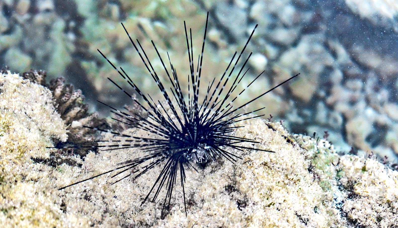 A sea urchin in some sand underwater.