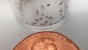 vial of tiny ticks next to penny