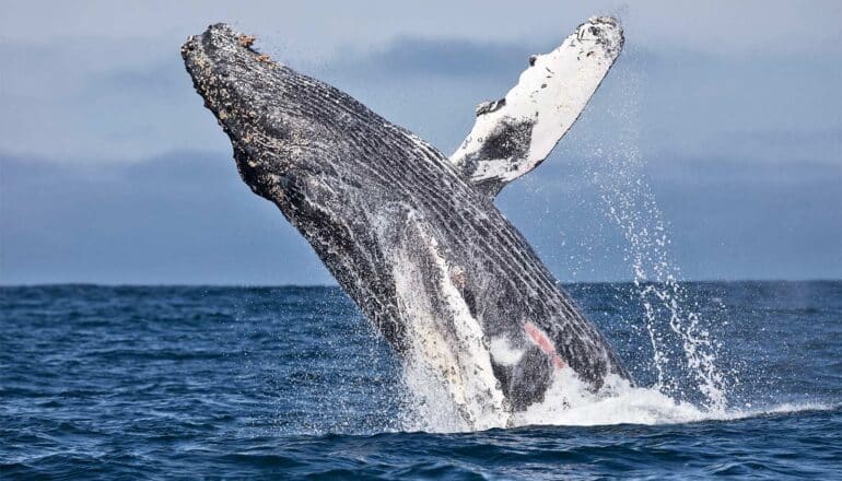 A humpback whale leaps from the water.