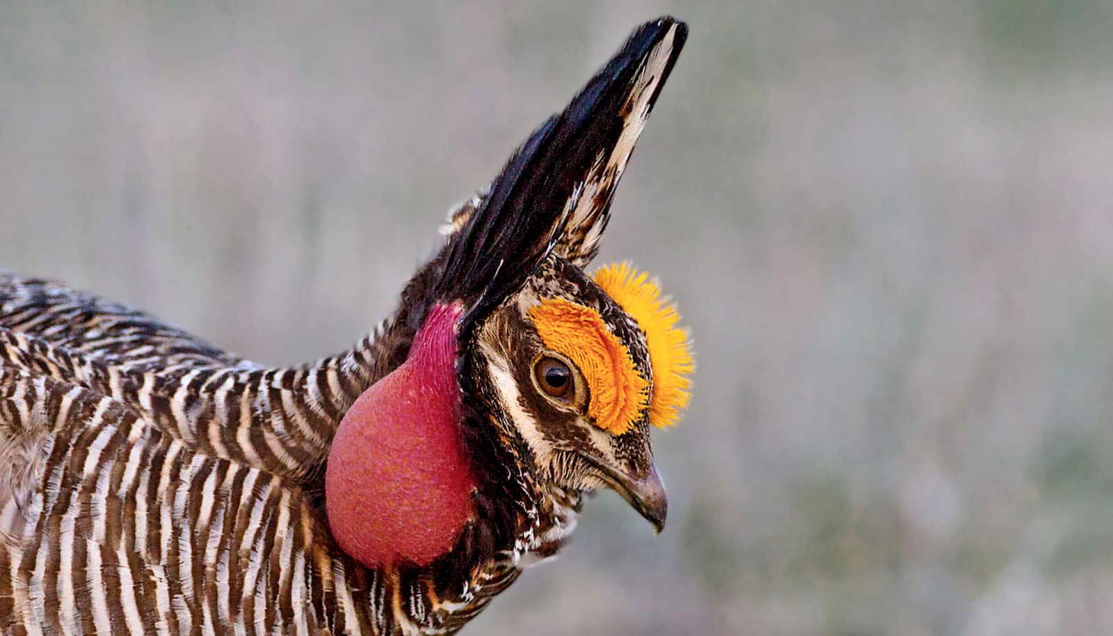 bird with tuft on head, red sac on neck, and bright orange "eyebrows"