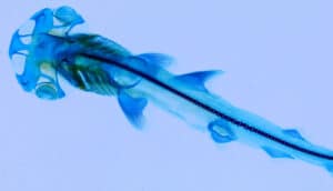 An image of a baby hammerhead with its bones visible through its skin.