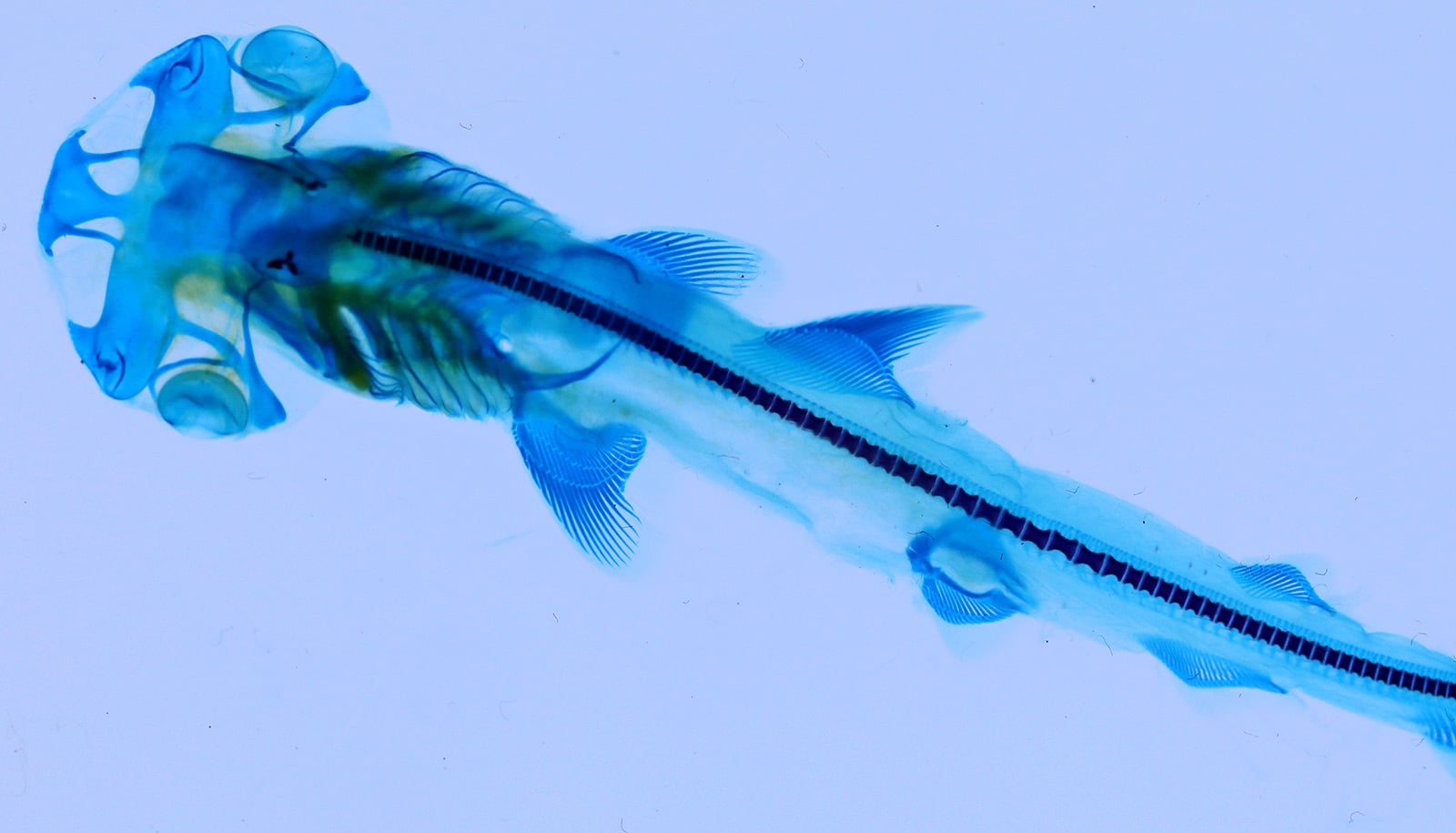 how-hammerhead-sharks-grow-their-hammers-futurity