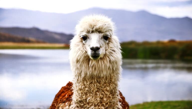 A llama stares at the camera with water and mountains behind it.
