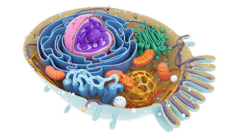 illustration of cell cross-section with organelles