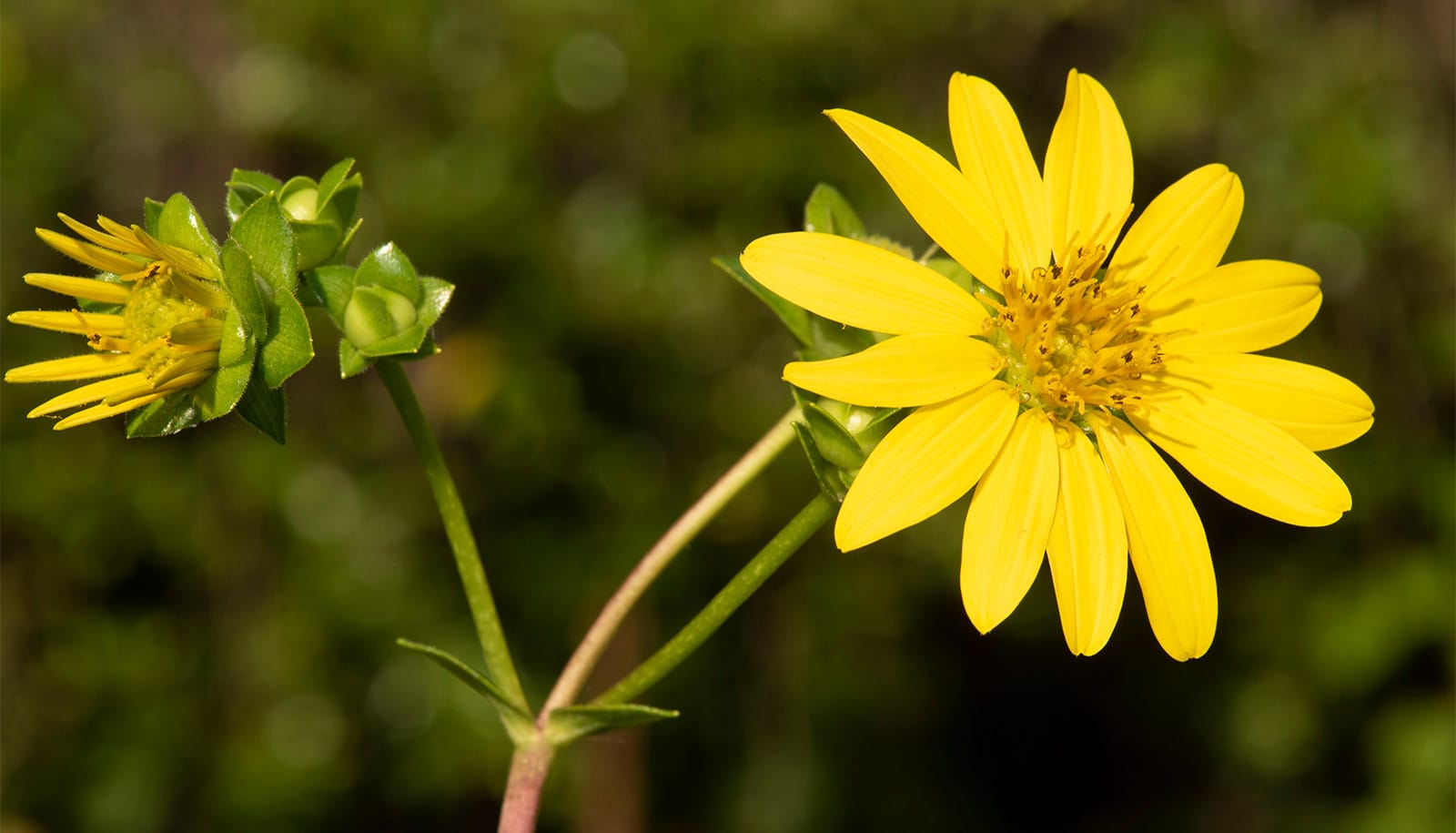 A yellow flower.
