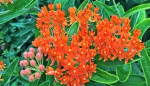 Orange flowers in front of green leaves.