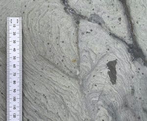 four-toed bird track