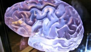 A plastic model of a brain with a light shining through it.