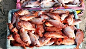 A tub filled with red fish.