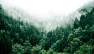 An aerial view of a green forest with fog rolling over it.