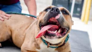 smiling pittie dog outdoors