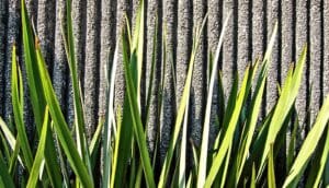 Plants growing in front of a concrete wall.