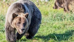 A grizzly bear in the foreground turning away from the sun while another bear passes in the background.