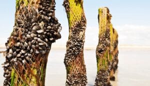 Rows of wood beams covered in mussels on a beach at low tide.