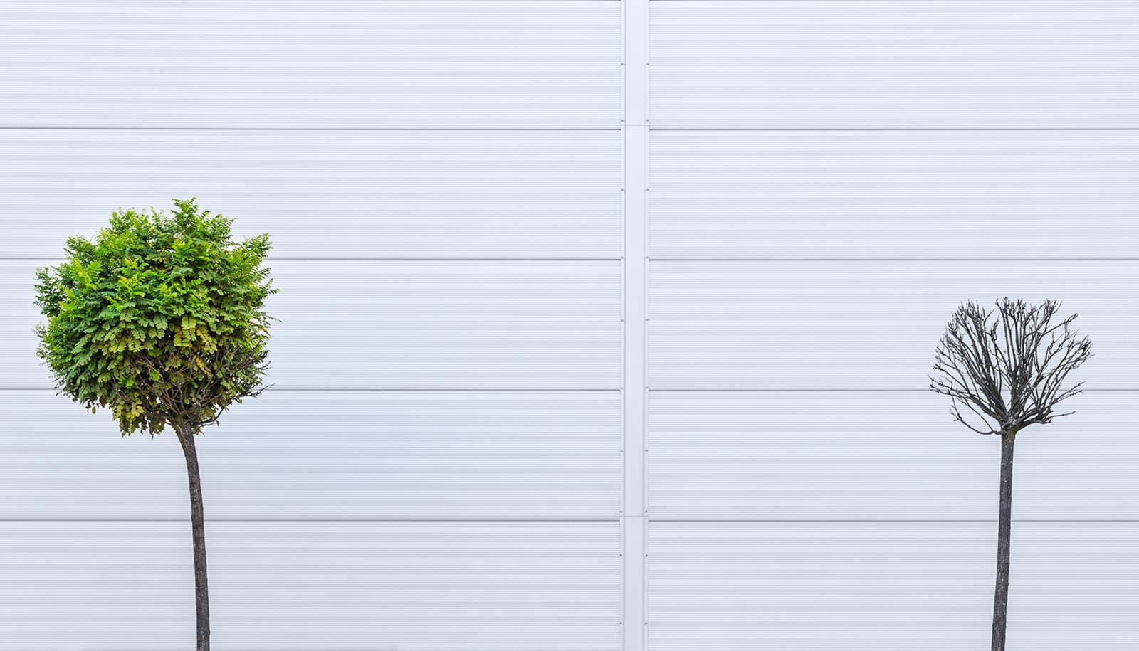 two small trees, one alive and one dead