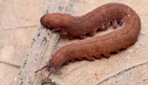 worm-like animal on leaf