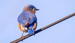 bluebird on wire