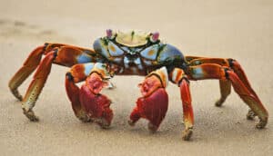 A red and blue crab stands on sand.