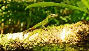 A gecko on a tree trunk.