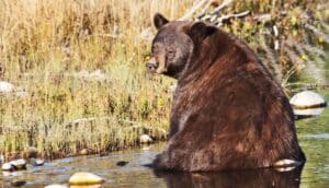 A large bear sits in a stream and looks over its shoulder.