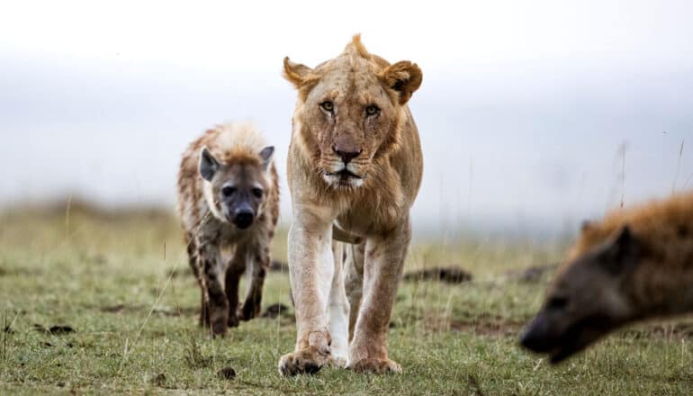 hyena walks behind lion
