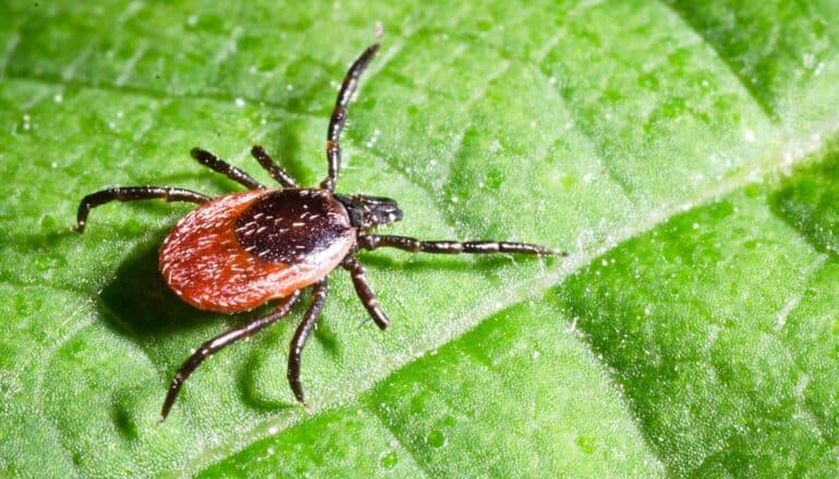 A tick walks across a green leaf.