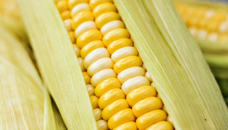 Three corn cobs with yellow kernels shown through leaves.