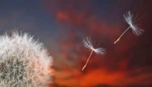 Dandelion seeds flying into the air.