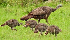 A wild turkey and four younger turkeys walk through a green field.