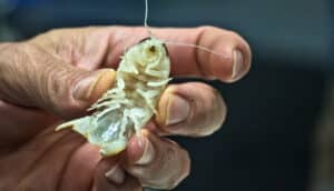 A person holds the white isopod in their fingers.