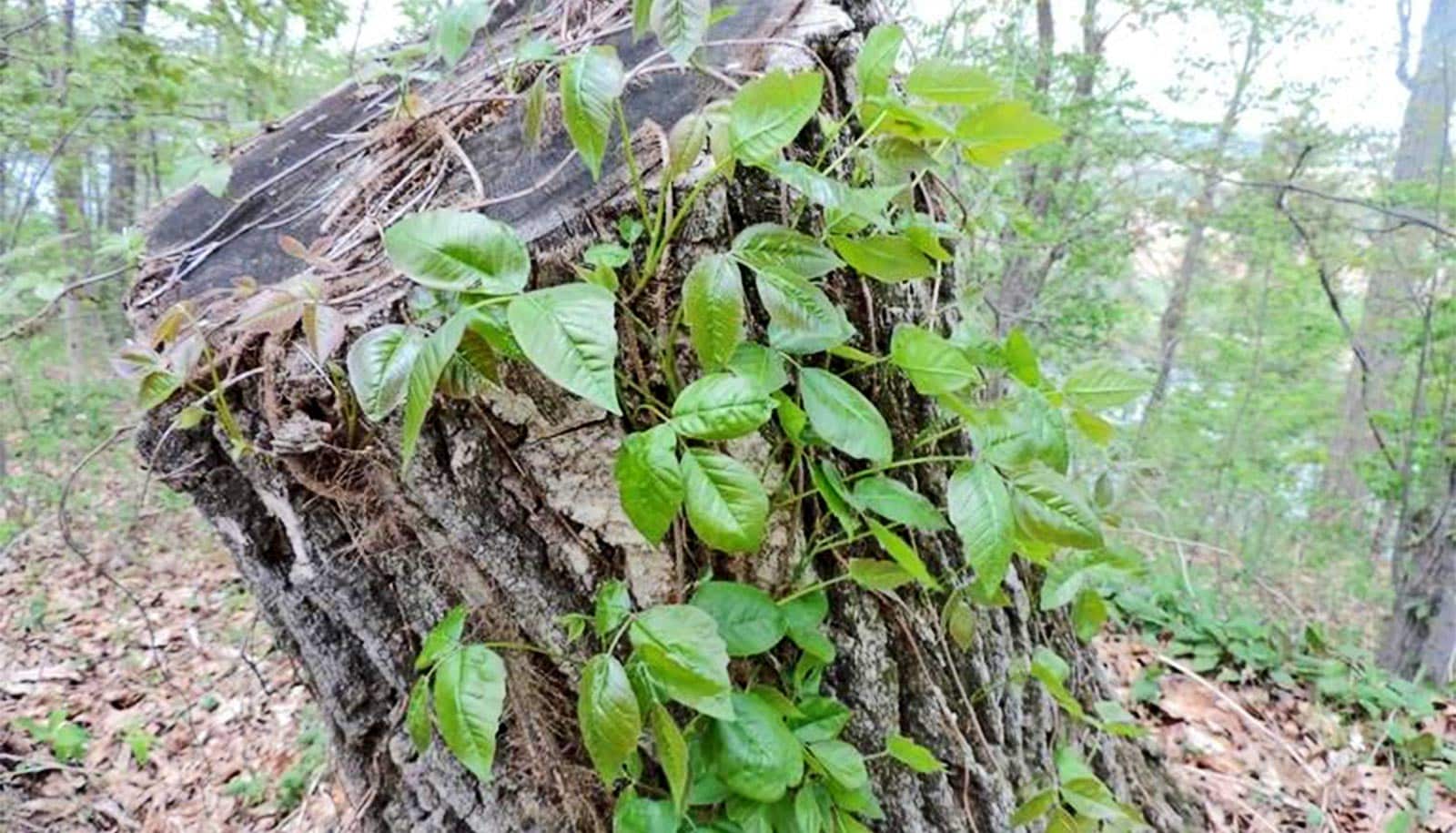 Ai app detects poison ivy futurity