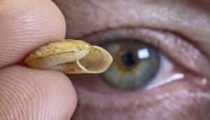 A person holding a small snail shell between his thumb and forefinger in front of his eye.